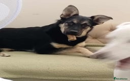 Mixed Breed dogs for adoption: Nera: A Sweet girl 🩷 in March - Image 1