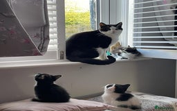 Mixed Breed cats for sale: Cat for sale aged 2.5 years old - Image 4