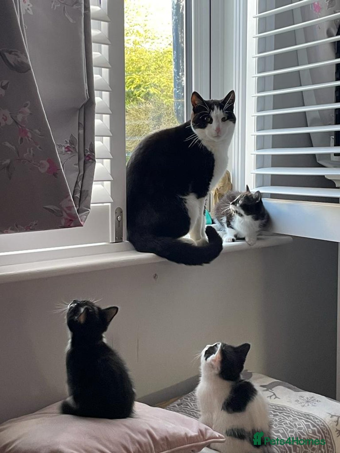 Mixed Breed cats for sale: Cat for sale aged 2.5 years old - Image 4