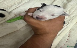 Border Collie dogs for sale: Border collie pups - Image 12