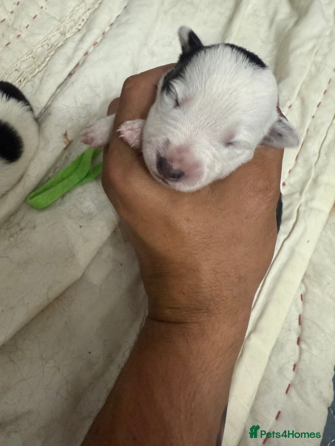 Border Collie dogs for sale: Border collie pups - Image 12