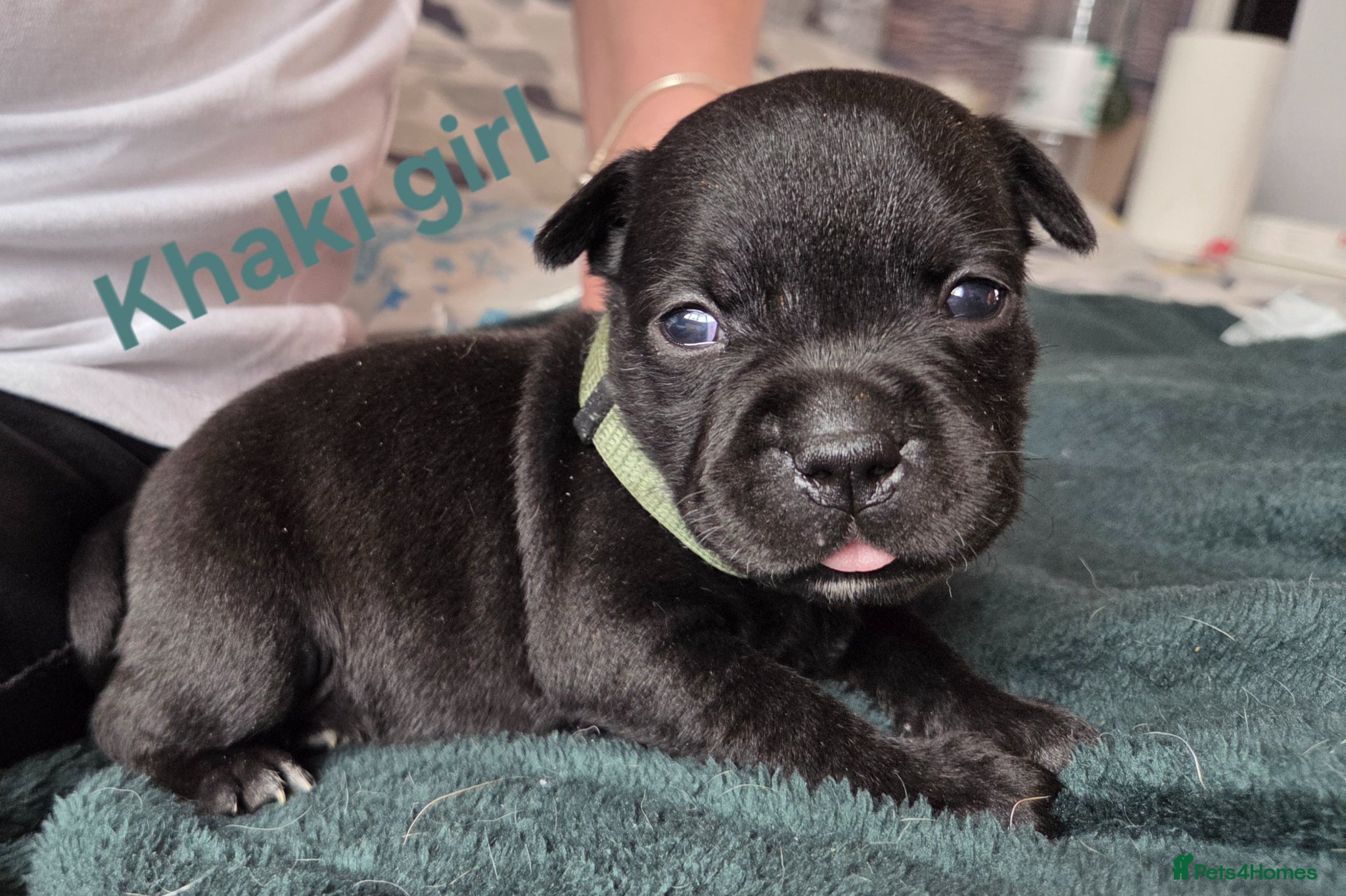 Staffordshire Bull Terrier dogs Show Quality Champions bloodline staffy puppies  - Advert 10