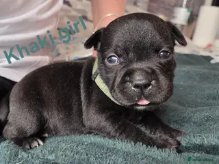 Staffordshire Bull Terrier dogs Show Quality Champions bloodline staffy puppies - Advert 6