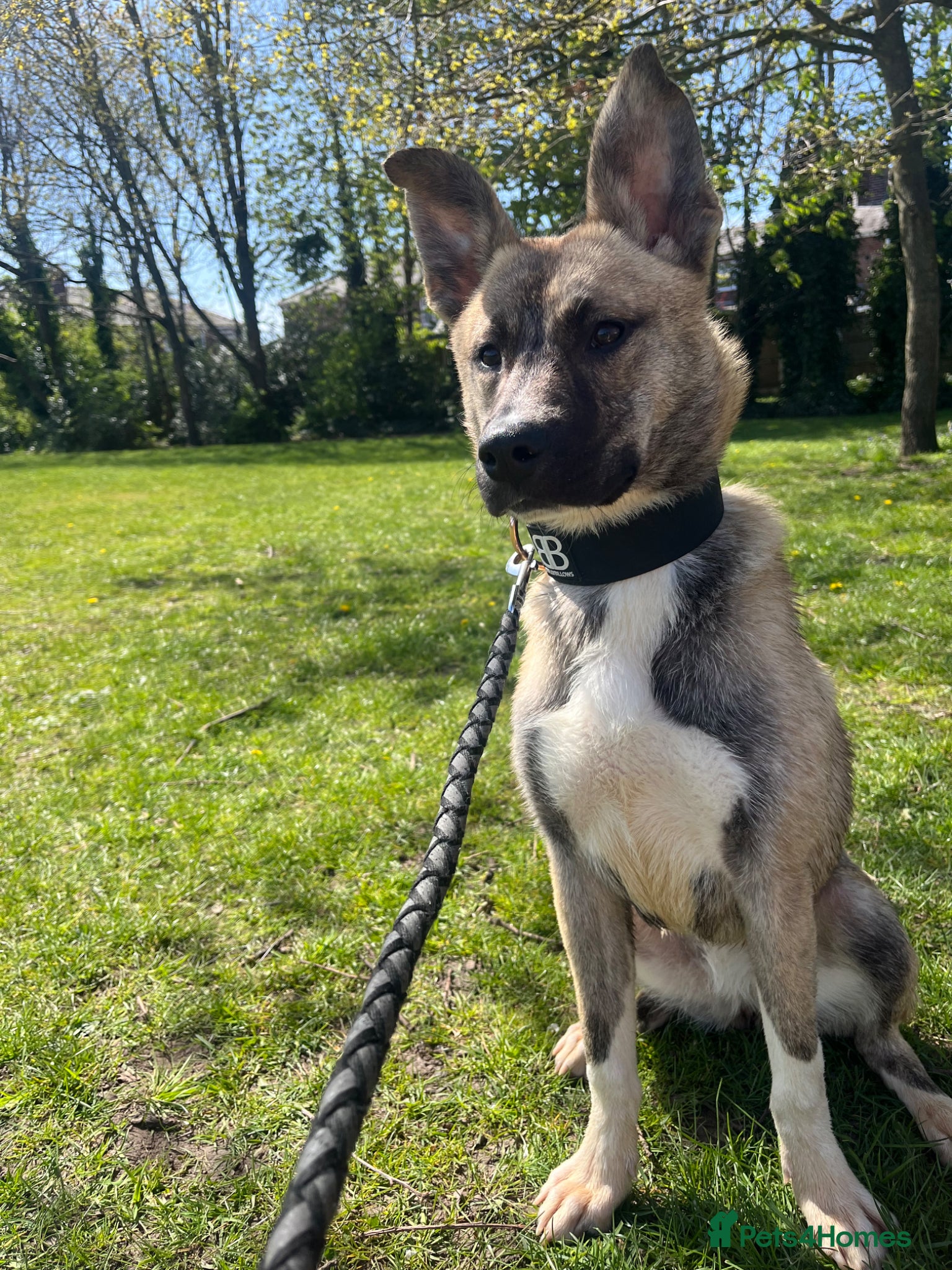 Mixed Breed dogs Husky X - Advert 1