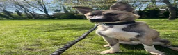 Mixed Breed dogs for sale: Husky X in Warrington - Advert 1