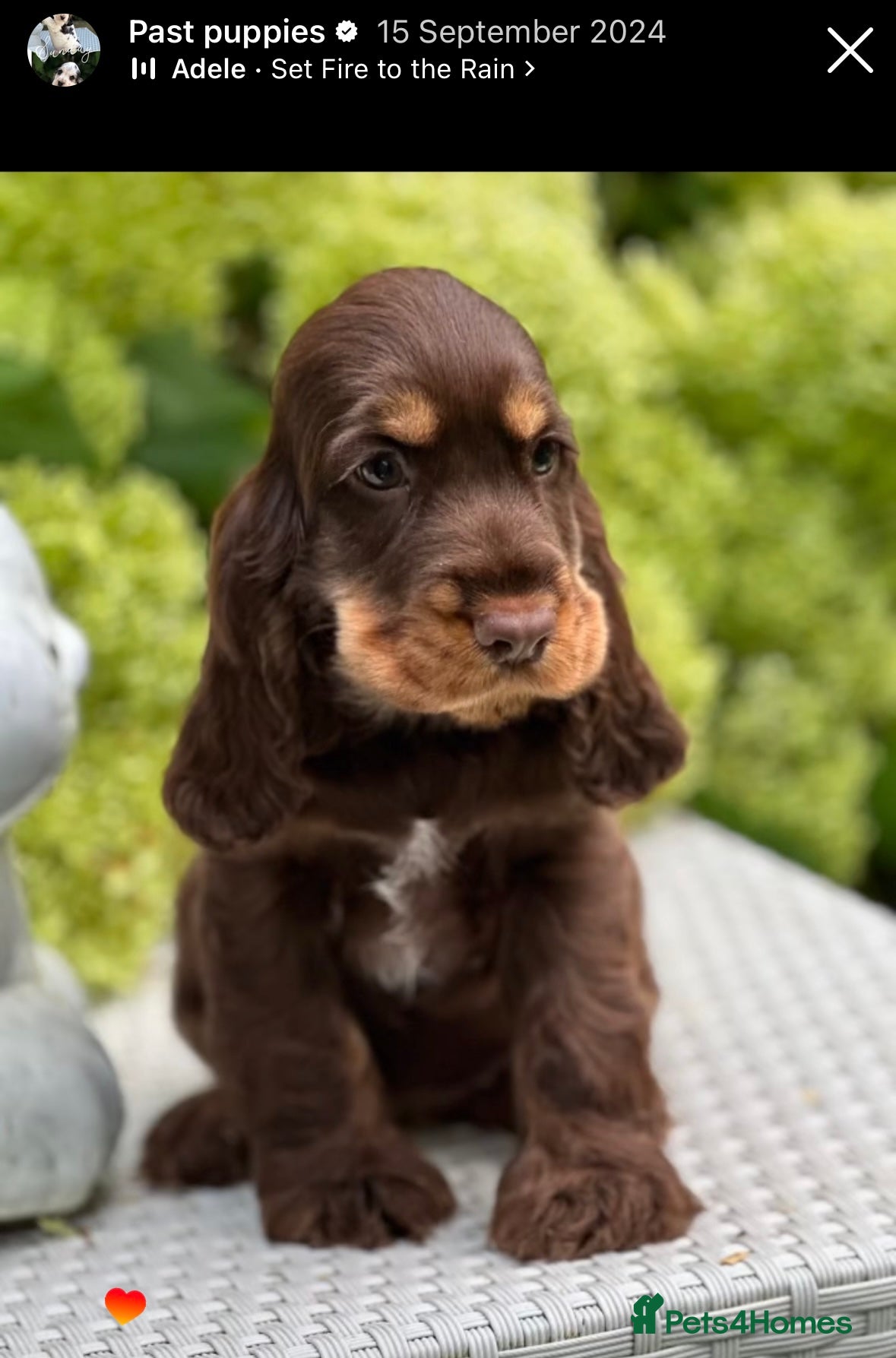 Cocker Spaniel dogs Stunning cocker spaniels - Advert 1