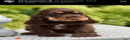 Cocker Spaniel dogs for sale: Stunning cocker spaniels in Doncaster - Advert 17