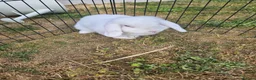Mini Lop rabbits for sale: 🧡 Female Purebred mini lop 🧡 - Advert 4