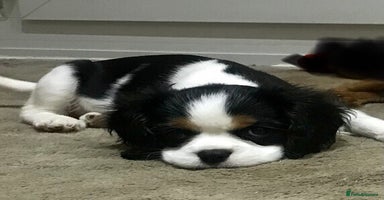 Cavalier King Charles Spaniel dogs - Advert 7