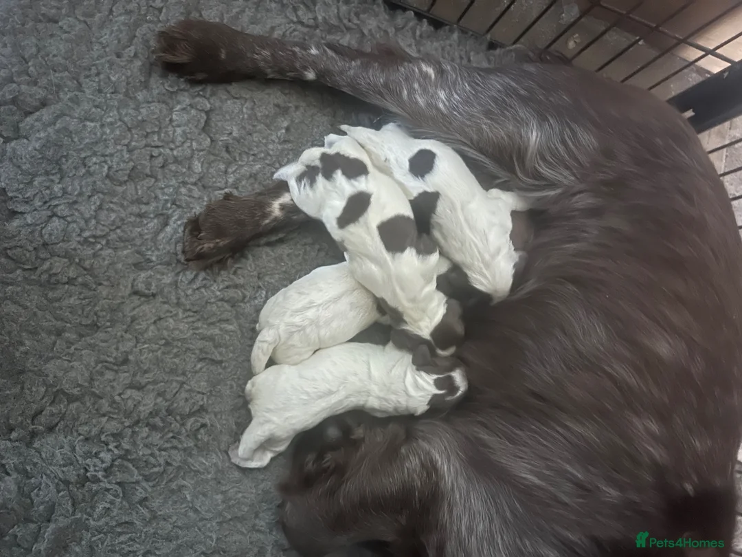 Cocker Spaniel dogs for sale: Beautiful cocker spaniel puppies - Advert 1