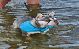 French Bulldog dogs for stud: French bulldog studs - Image 8
