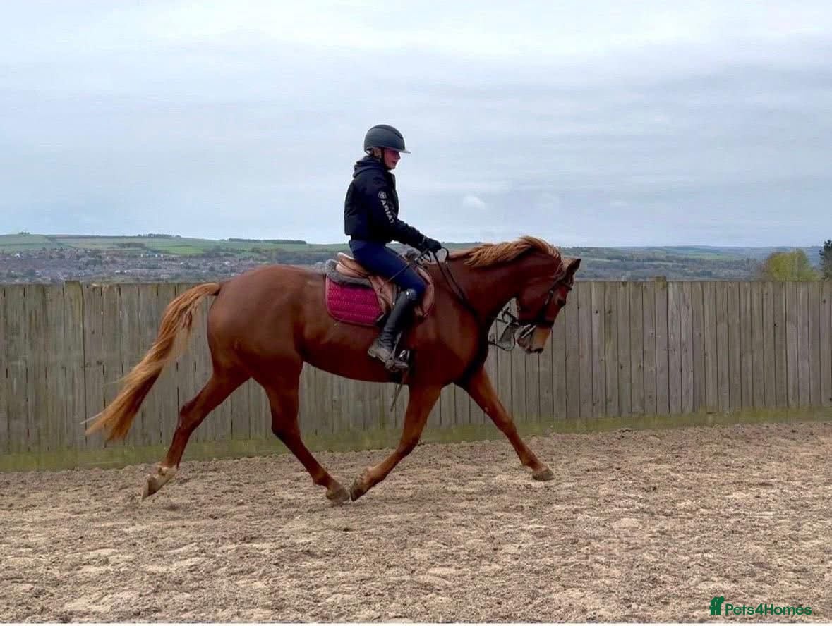 Danish Warmblood horses mart & compact gelding with a super athletic jump - Advert 1