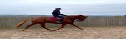 Danish Warmblood horses for sale: mart & compact gelding with a super athletic jump - Advert 1
