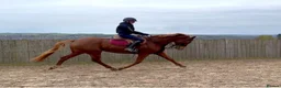 Danish Warmblood horses for sale: mart & compact gelding with a super athletic jump - Advert 1