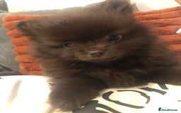 Pomeranian dogs for sale: 4 fluffy cute kc reg Pomeranian puppies  - Advert 14