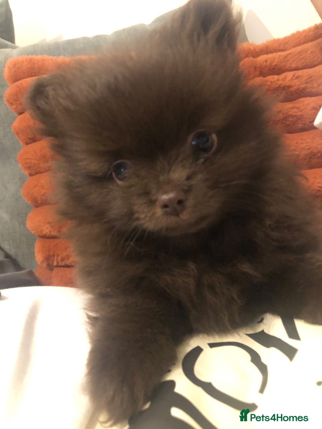 Pomeranian dogs for sale: 4 fluffy cute kc reg Pomeranian puppies  - Advert 14