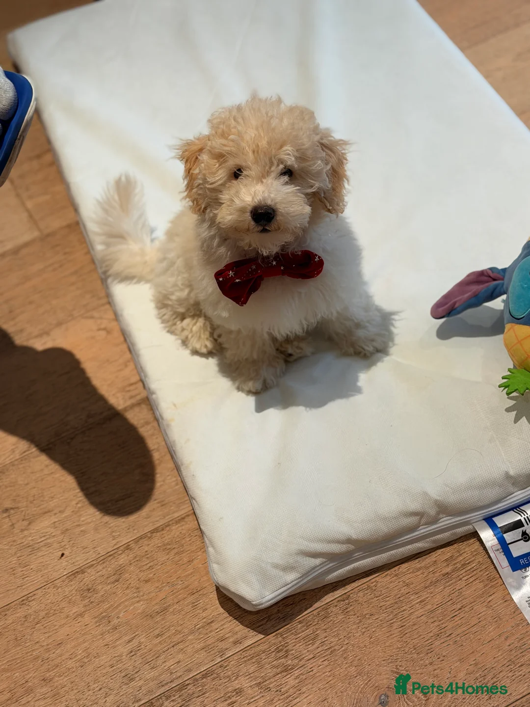 Maltipoo dogs for sale: 5‑Month‑Old Maltipooo Looking for a Loving Home - Advert 10