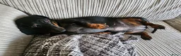 Dachshund dogs for sale: 4 year old spayed standard dachshund  - Advert 3