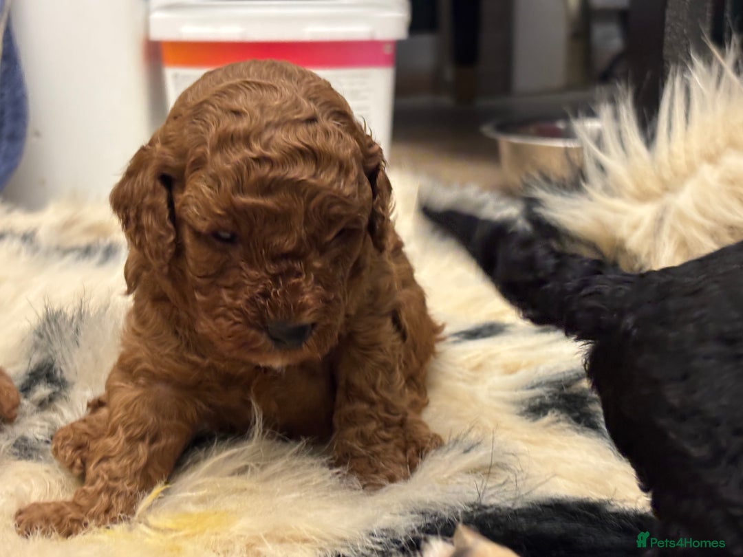 Cockapoo dogs for sale: F1b cockapoo  - Advert 10