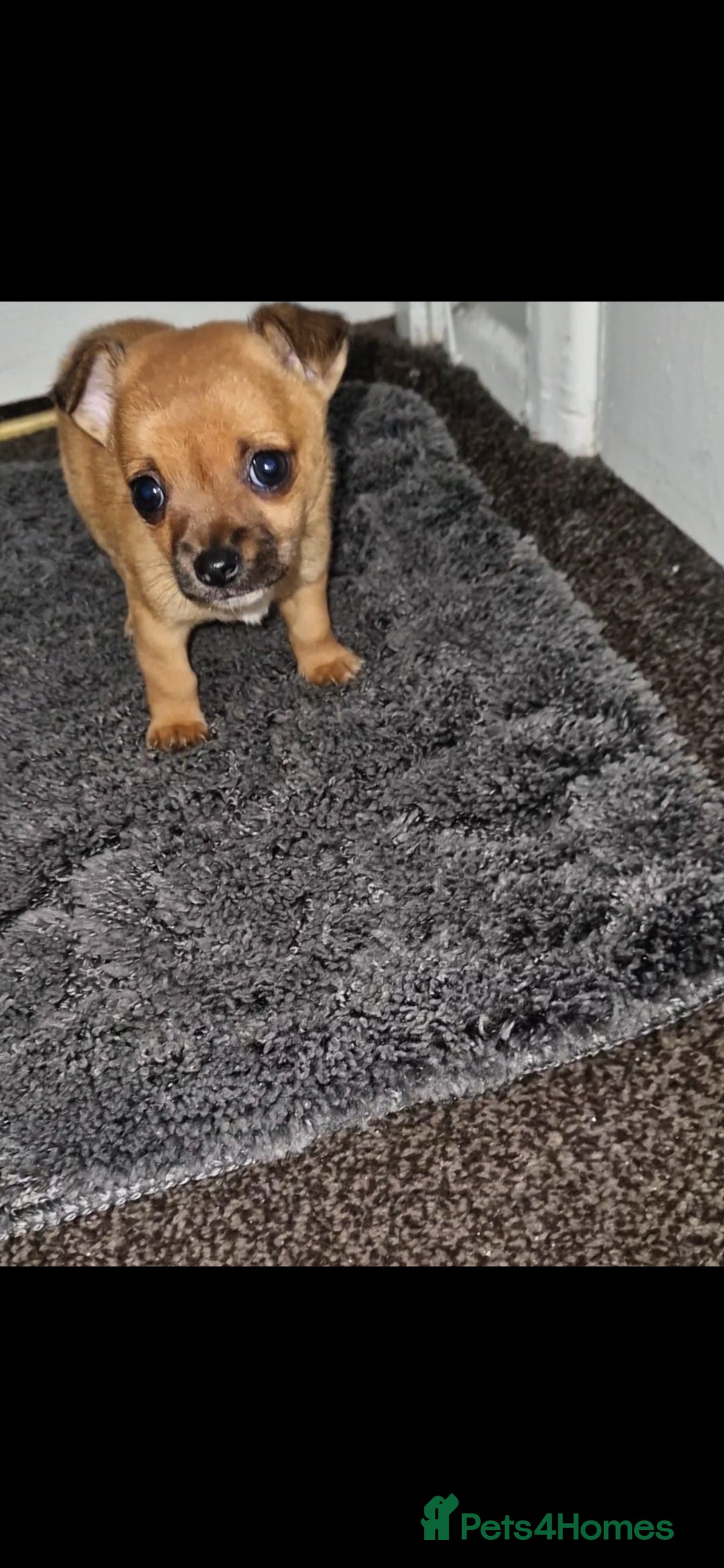 Mixed Breed dogs for sale: Adorable 9 weeks old male jackawawa puppy - Advert 10