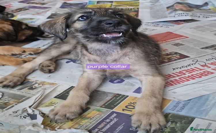 Mixed Breed dogs - Advert 1