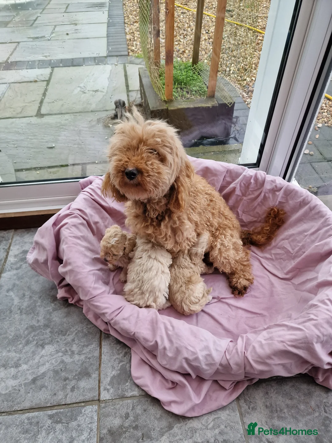 Maltipoo dogs for sale: 2X CHAMPION BLOODLINE MALTIPOO PUPPYS - Advert 7