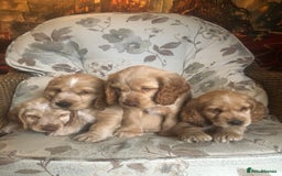 Cocker Spaniel dogs for sale: 4 stunning cocker spaniel puppies  - Image 21