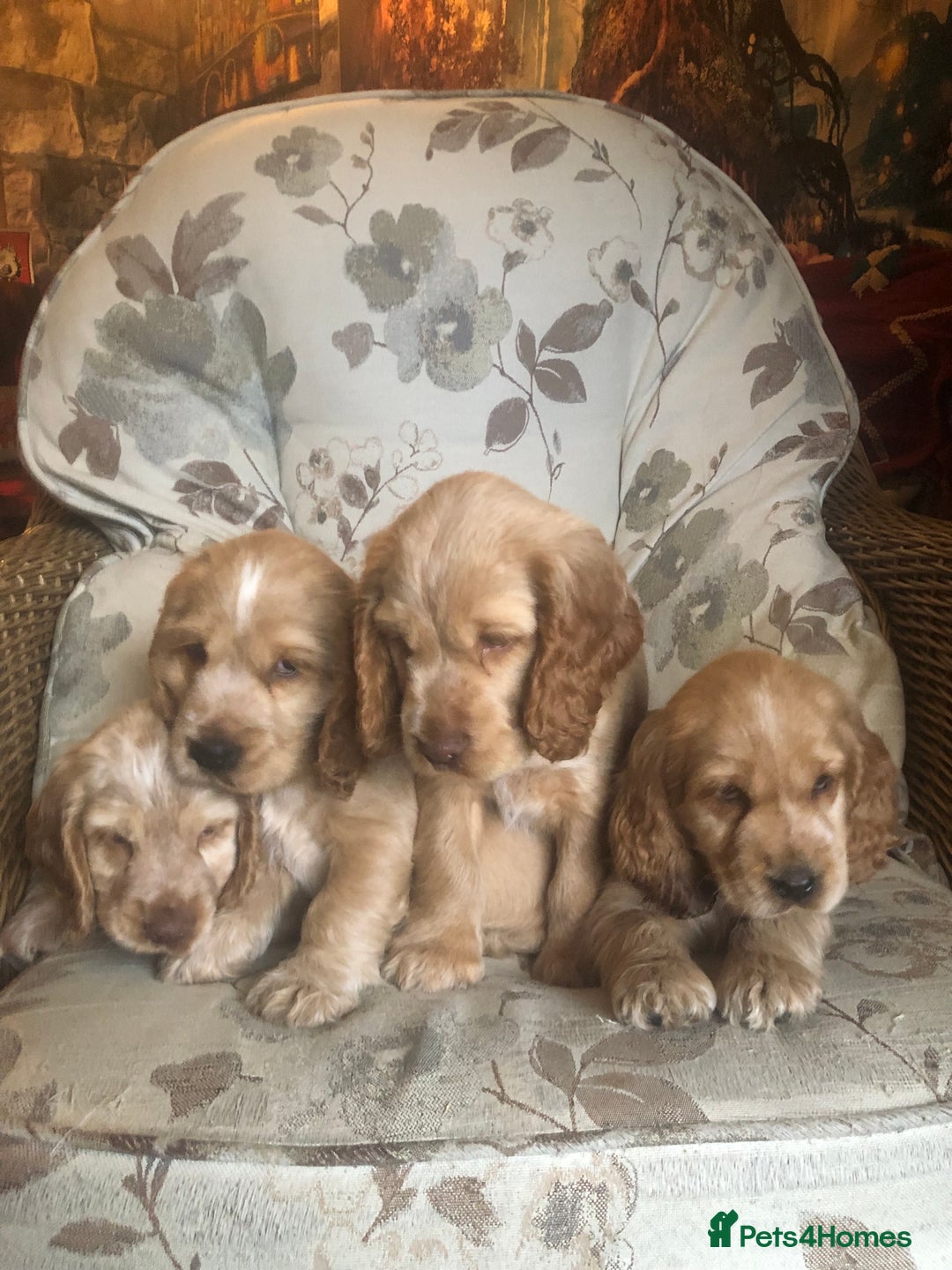 Cocker Spaniel dogs for sale: 4 stunning cocker spaniel puppies  - Image 21