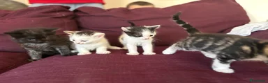 Tabby female white toes