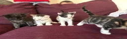 Mixed Breed cats for sale: 12 kittens available - Advert 8