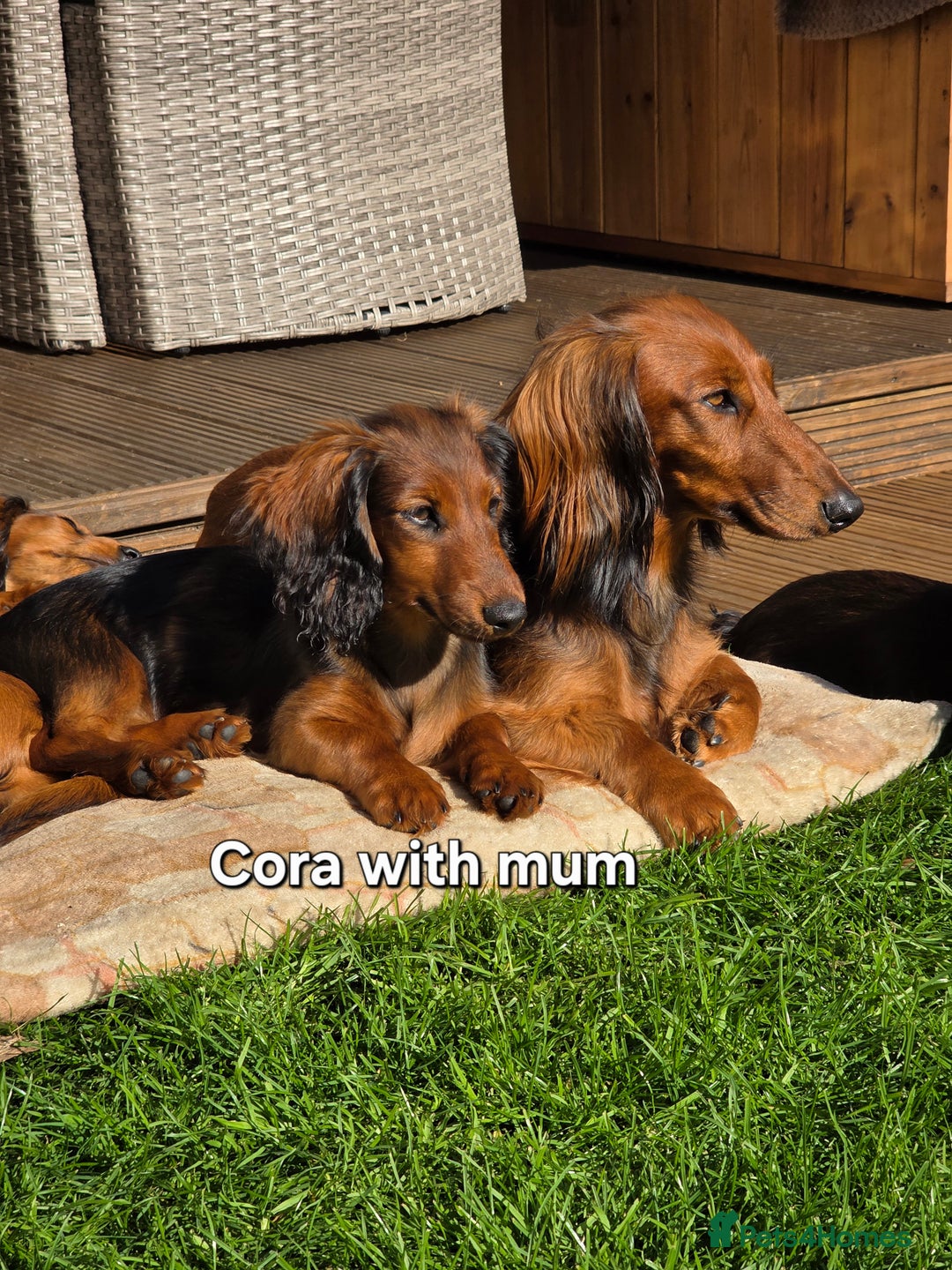 Dachshund dogs for sale: Red long-haired standard dachshund puppies - Image 25