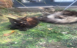 Maine Coon cats for sale: Beautiful Pure Breed Female Maine Coon Kitten - Image 5