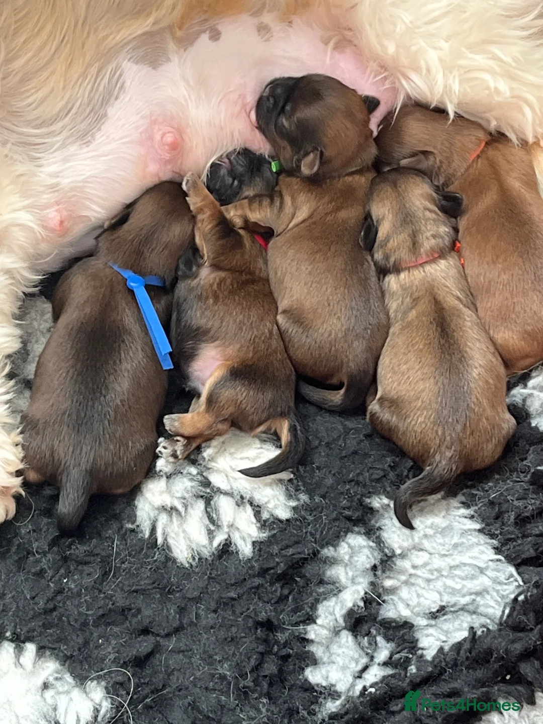 Shih Tzu dogs for sale: Shih Tzu - Advert 1