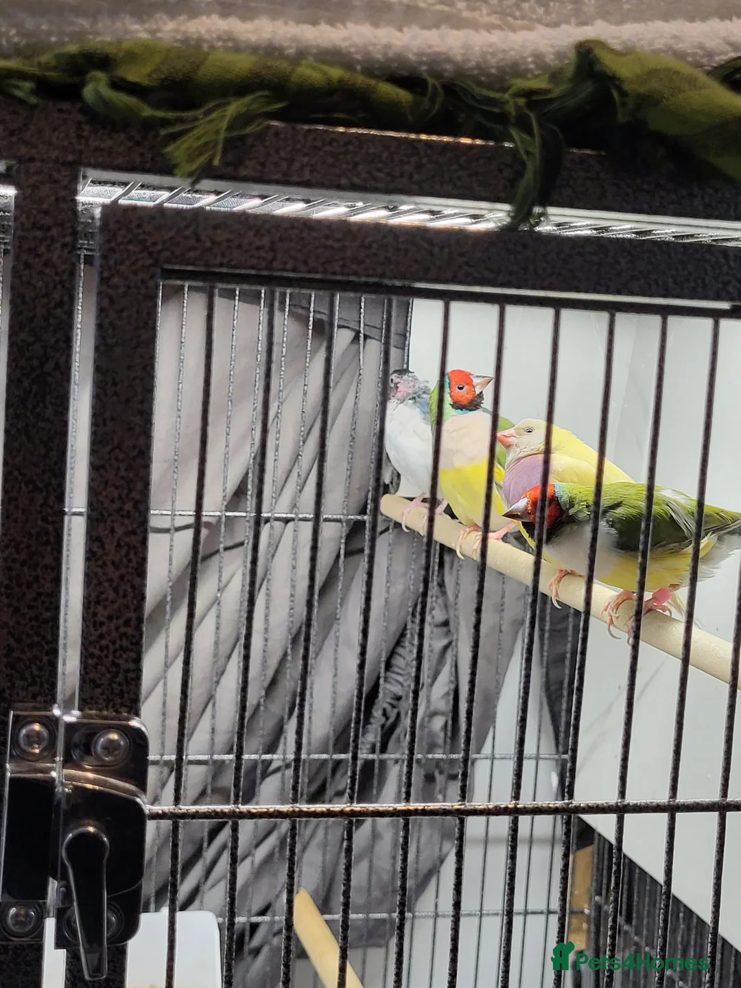 Finches birds for sale: Proven breeding pairs Gouldian finches - Advert 8