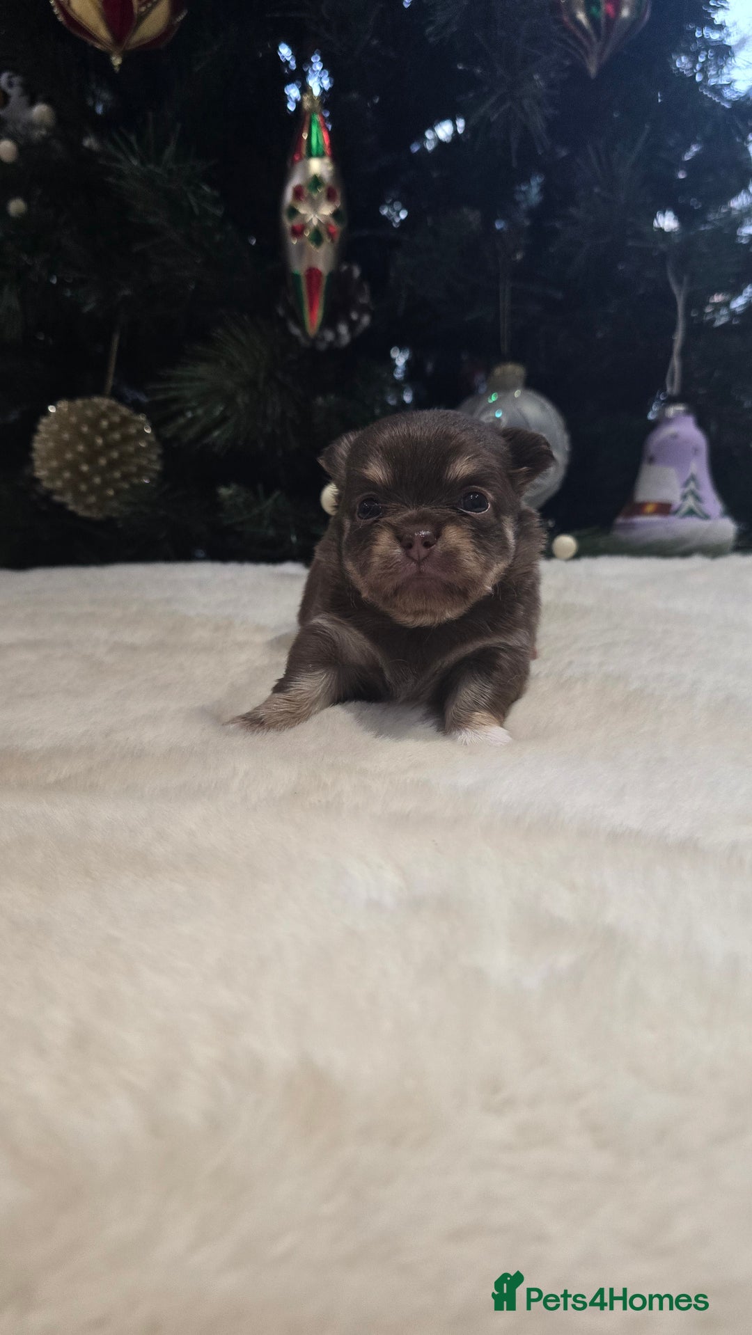 Chihuahua dogs for sale: Chihuahua puppies Russian ancestry with perfect bo - Advert 20