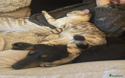 Bengal cats for sale: Beautiful 3rd gen seal lynx bengal - Image 3