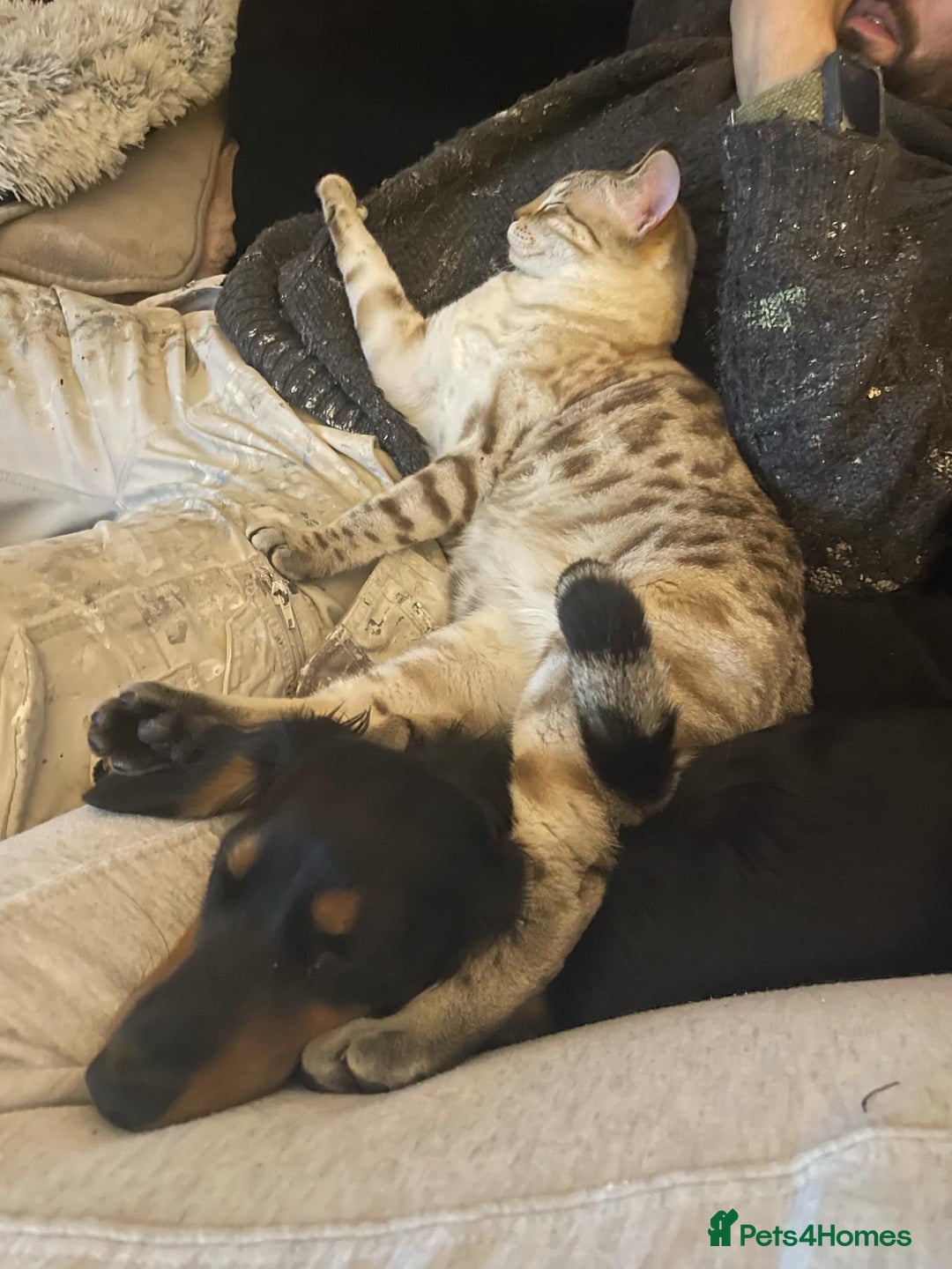 Bengal cats for sale: Beautiful 3rd gen seal lynx bengal - Image 3