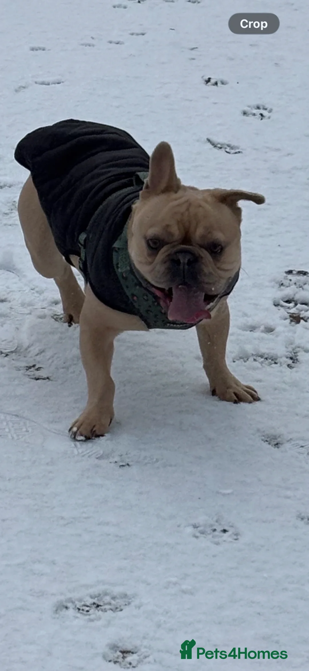 French Bulldog dogs for sale: French Bulldog MALE - Advert 2