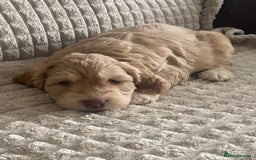 Cockapoo dogs for sale: Beautiful cockapoo puppies - Image 28