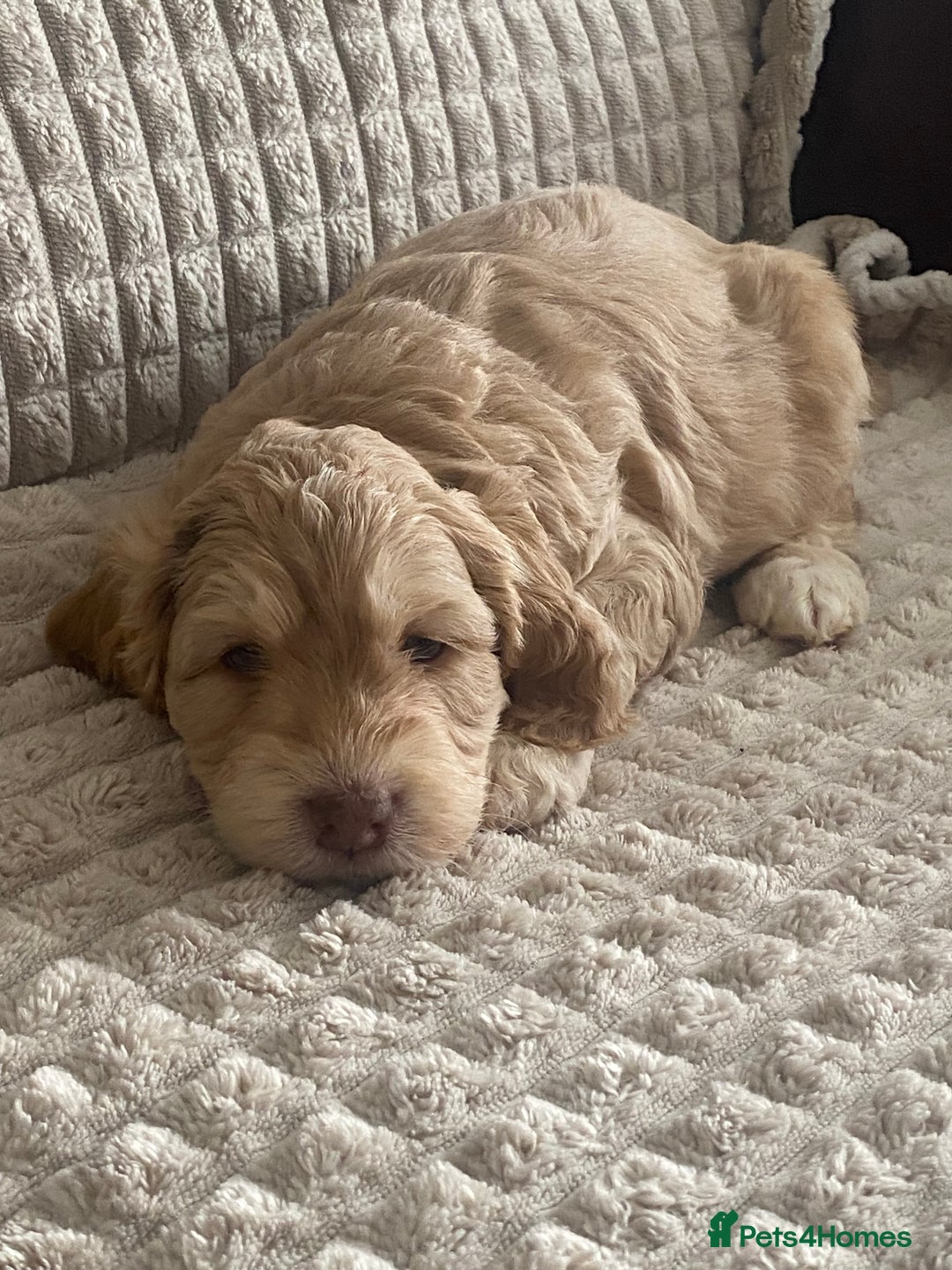 Cockapoo dogs for sale: Beautiful cockapoo puppies - Image 28
