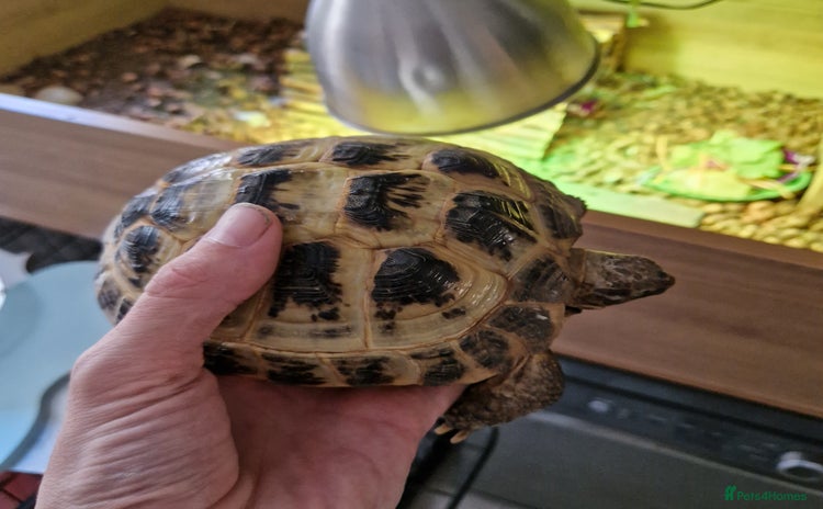 Tortoise reptiles - Advert 1