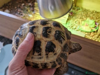 Tortoise reptiles - Advert 11