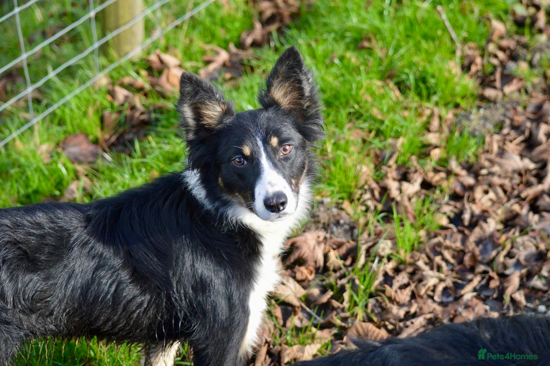 Border Collie dogs for sale: Beautiful Border Collie Bitch - Advert 1