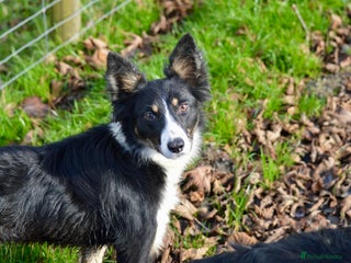 Border Collie dogs Beautiful Border Collie Bitch - Advert 7