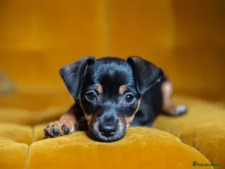 Mixed Breed dogs Daxijax/Jackshund/Dachshund/Jack - READY TO GO - Advert 3