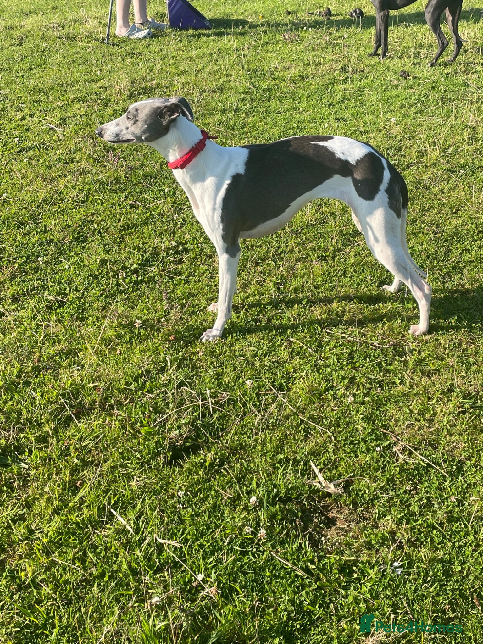 Whippet dogs ⭐️⭐️beautiful whippet pups ⭐️⭐️ - Advert 1