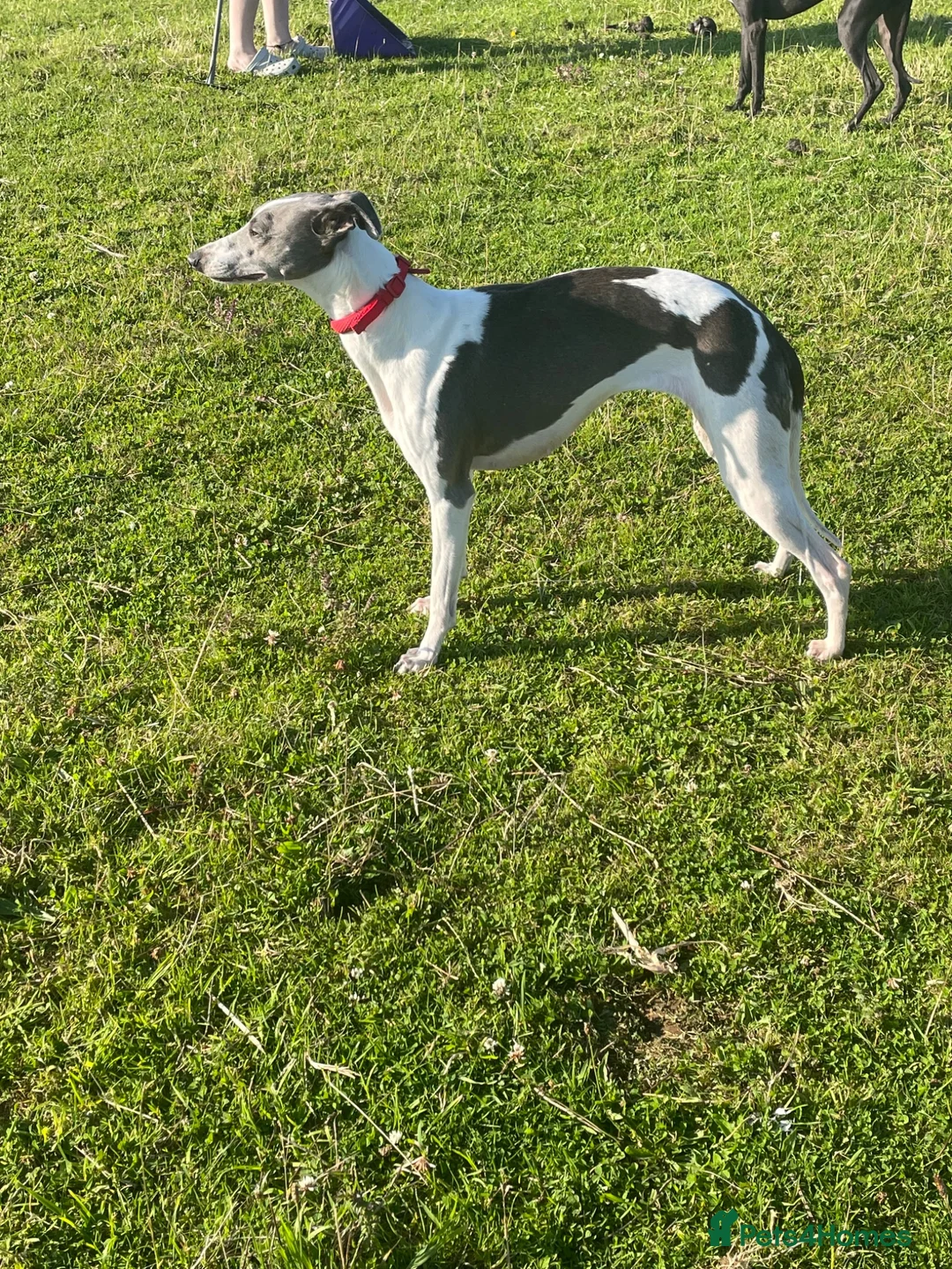 Whippet dogs for sale: ⭐️⭐️beautiful whippet pups ⭐️⭐️ in Pencader - Advert 1