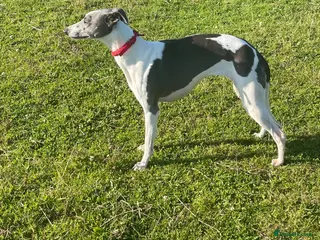 Whippet dogs ⭐️⭐️beautiful whippet pups ⭐️⭐️ - Advert 1