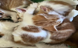 Mixed Breed cats for sale: Mixed litter  - Image 5