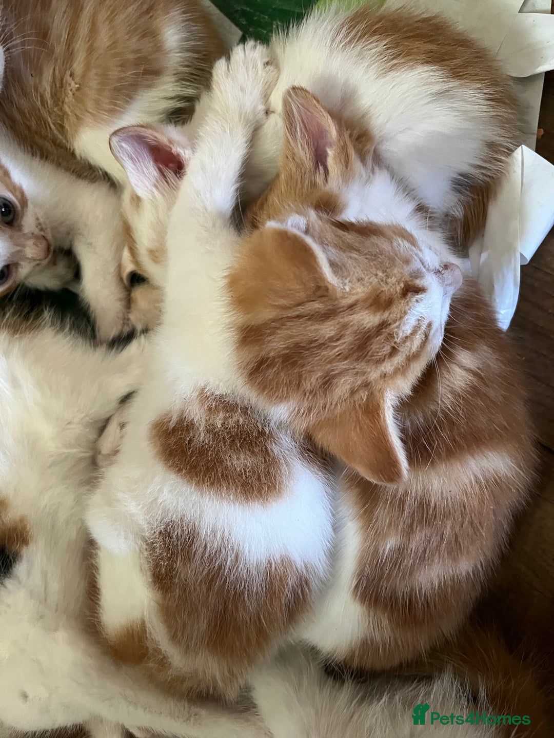 Mixed Breed cats for sale: Mixed litter  - Image 5